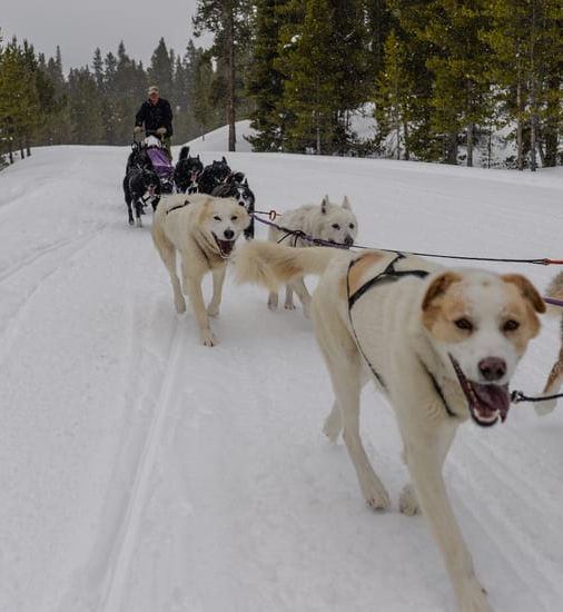 Dog Sledding near Leadville, Colorado