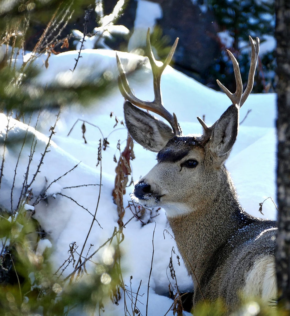 Hunting near Leadville, Colorado
